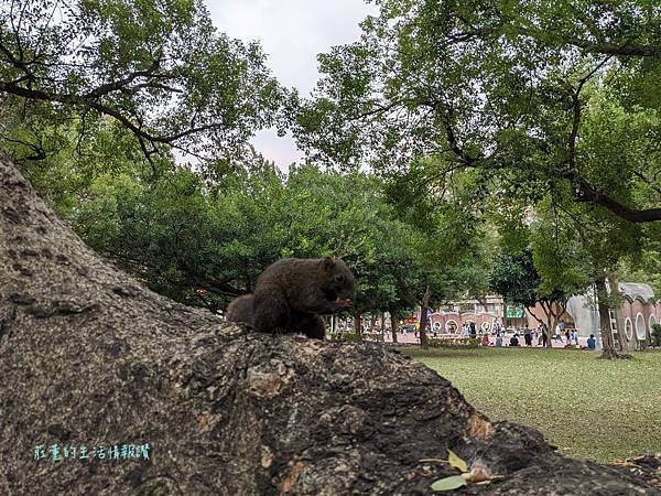 【中和八二三紀念公園】如何餵小松鼠？親子遊4號公園 (新北中