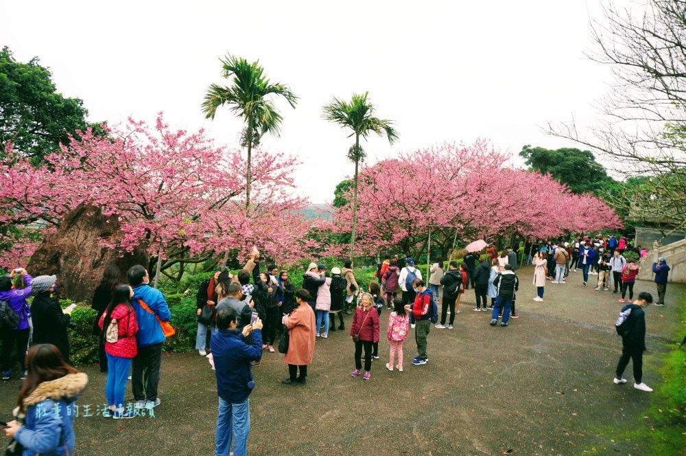 新北市景點》淡水天元宮櫻花全紀錄~天壇週邊、天元宮後山賞三色