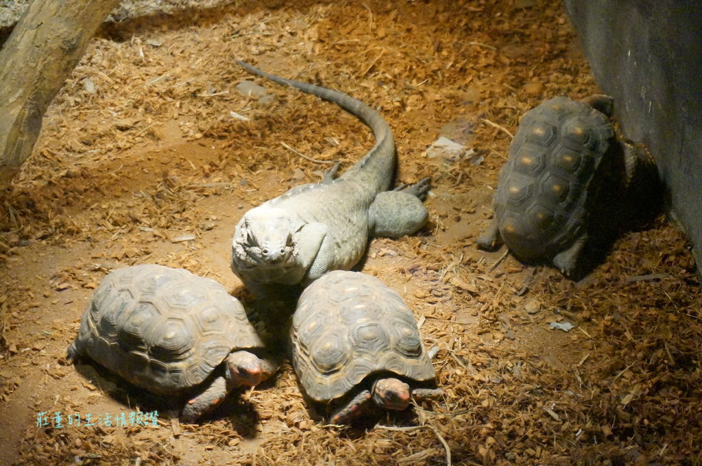 新竹特色公園「麗池公園」親子遊台灣昆蟲館新竹館, 春節看花燈