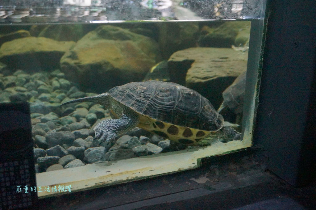 新竹特色公園「麗池公園」親子遊台灣昆蟲館新竹館, 春節看花燈