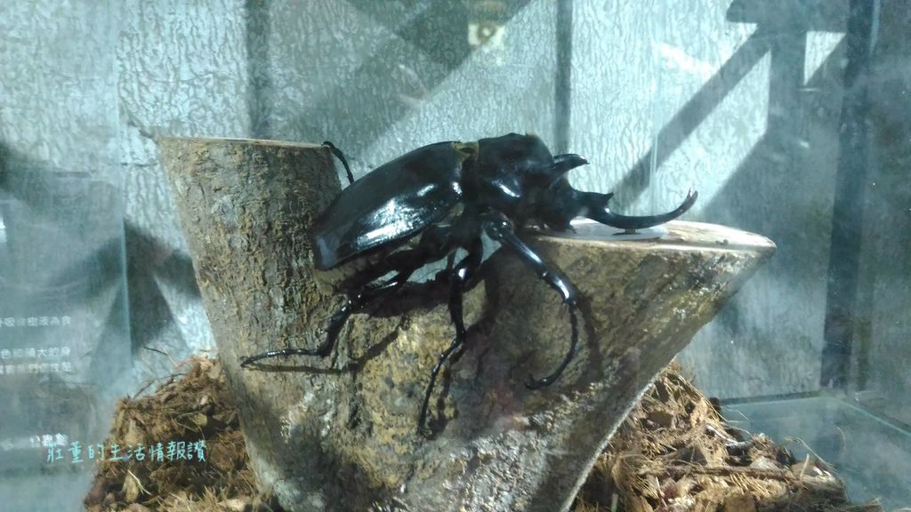 新竹特色公園「麗池公園」親子遊台灣昆蟲館新竹館, 春節看花燈