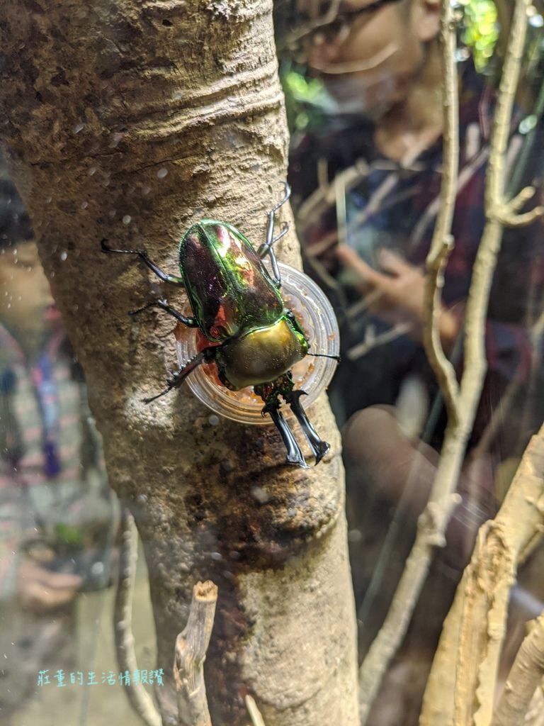 新竹特色公園「麗池公園」親子遊台灣昆蟲館新竹館, 春節看花燈