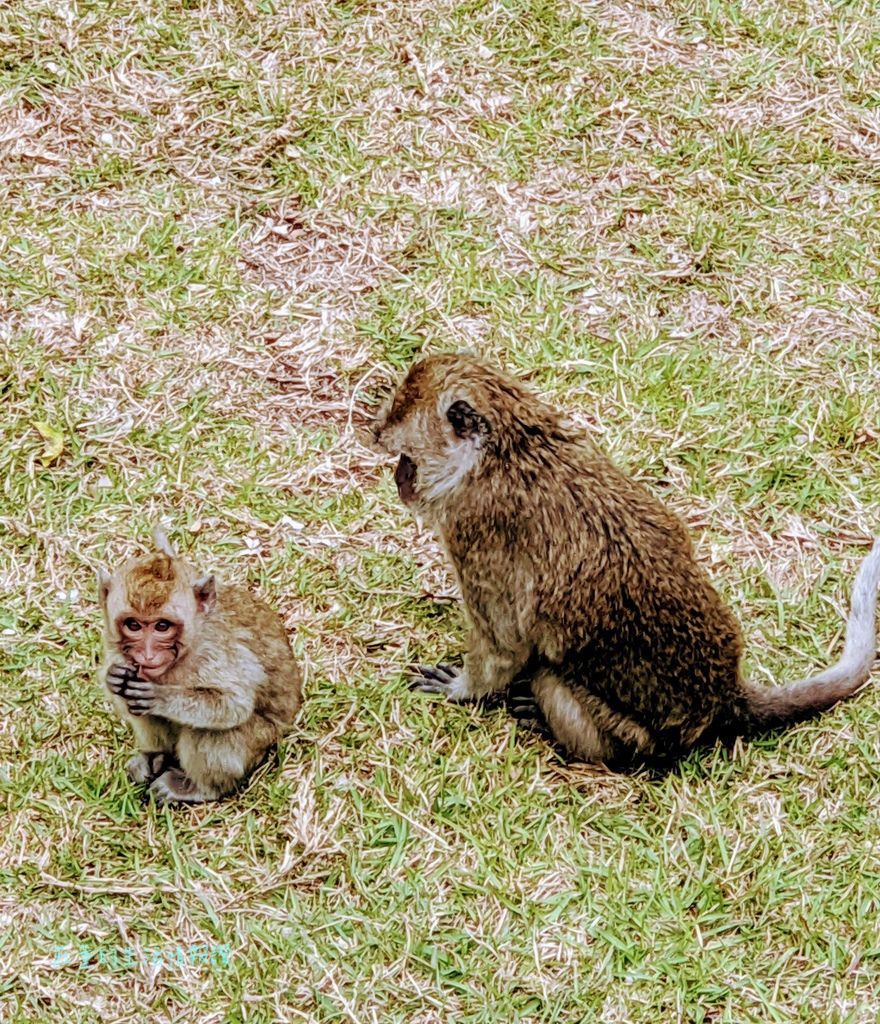 新竹特色公園「麗池公園」親子遊台灣昆蟲館新竹館, 春節看花燈