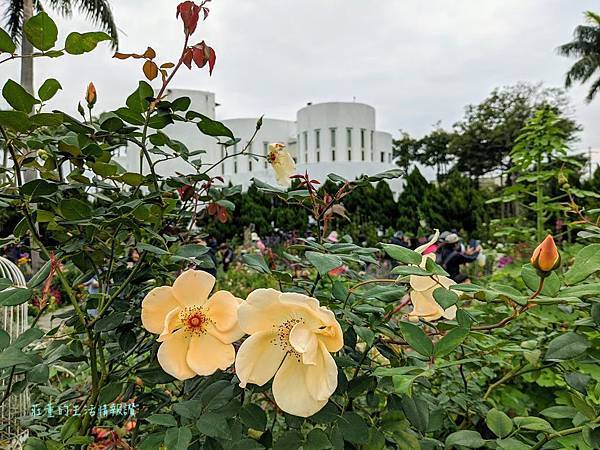 新生公園【台北玫瑰展】免出國看凡爾賽花園! 台北玫瑰園花海區