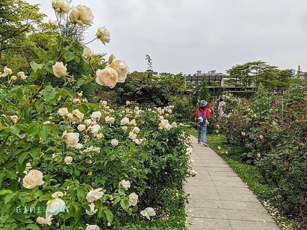 新生公園【台北玫瑰展】免出國看凡爾賽花園! 台北玫瑰園花海區