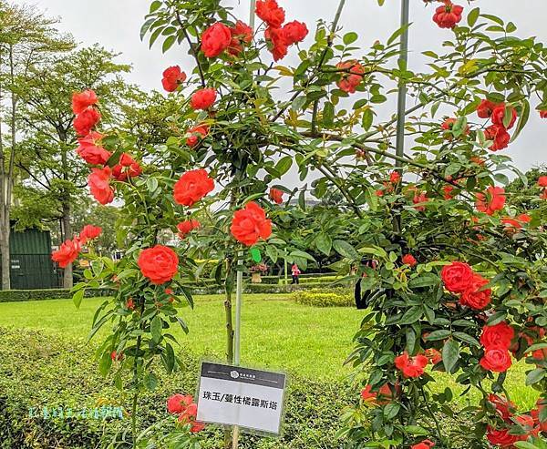 新生公園【台北玫瑰展】免出國看凡爾賽花園! 台北玫瑰園花海區