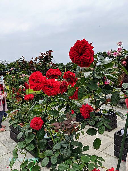 新生公園【台北玫瑰展】免出國看凡爾賽花園! 台北玫瑰園花海區