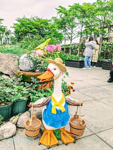 新生公園【台北玫瑰展】免出國看凡爾賽花園! 台北玫瑰園花海區