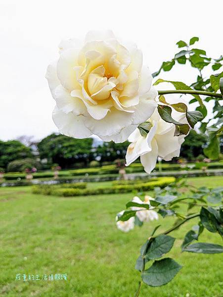 新生公園【台北玫瑰展】免出國看凡爾賽花園! 台北玫瑰園花海區