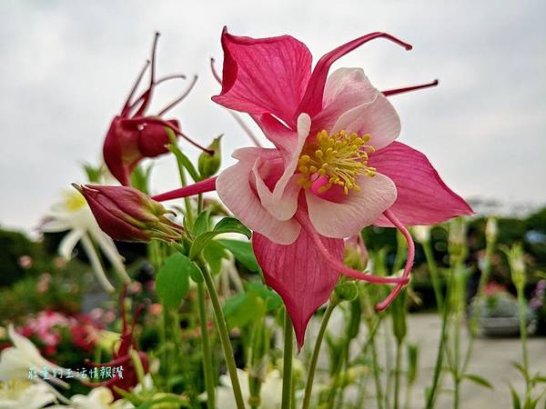 新生公園【台北玫瑰展】免出國看凡爾賽花園! 台北玫瑰園花海區