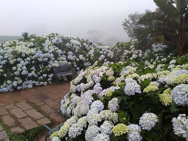 散華禮彌的紫陽花 繡球花 開囉 21陽明山繡球花6處推薦 高家 財福 大梯田 大賞園 花與樹繡球花園 莊董的生活情報讚 散華禮彌的紫陽花 繡球花 開囉 21陽明山繡球花6處推薦 高家 財福 大梯田 大賞園 花與樹繡球花園 莊董的生活情報讚