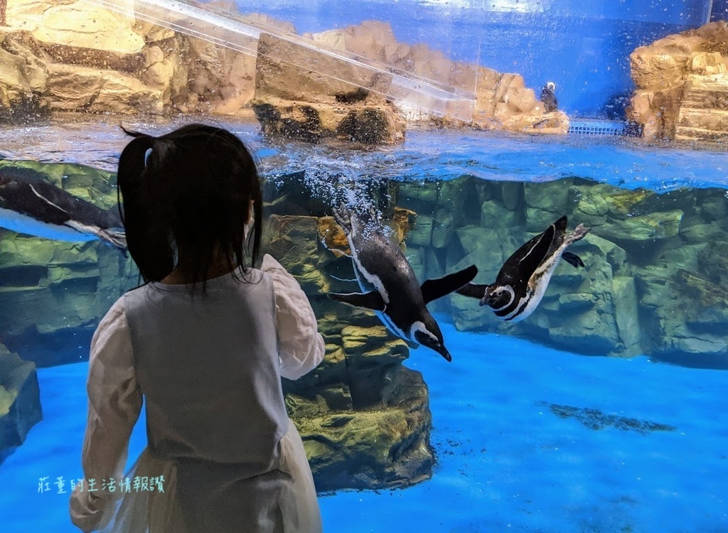 【青埔Xpark水族館後場探險】探索桃園水族館的秘密! (X