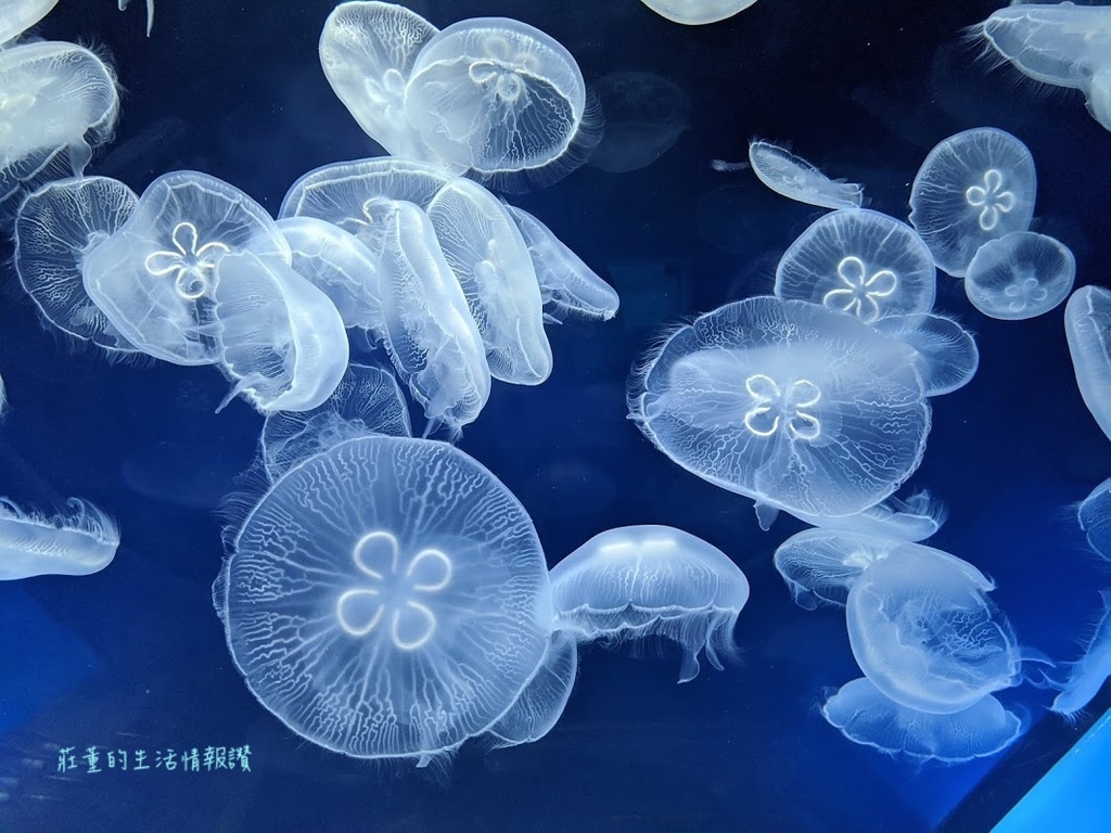 【桃園Xpark水族館】2024最新攻略!必逛展區/如何購票