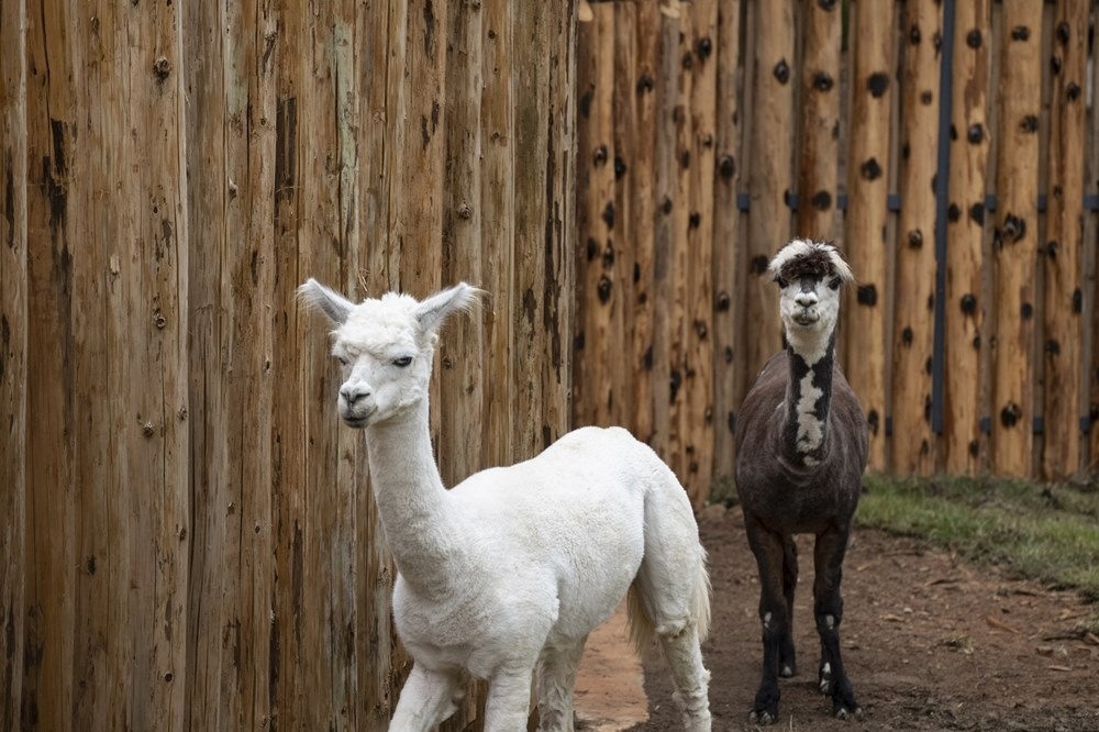 新竹市立動物園 兩隻羊駝「咖啡」與「牛奶」