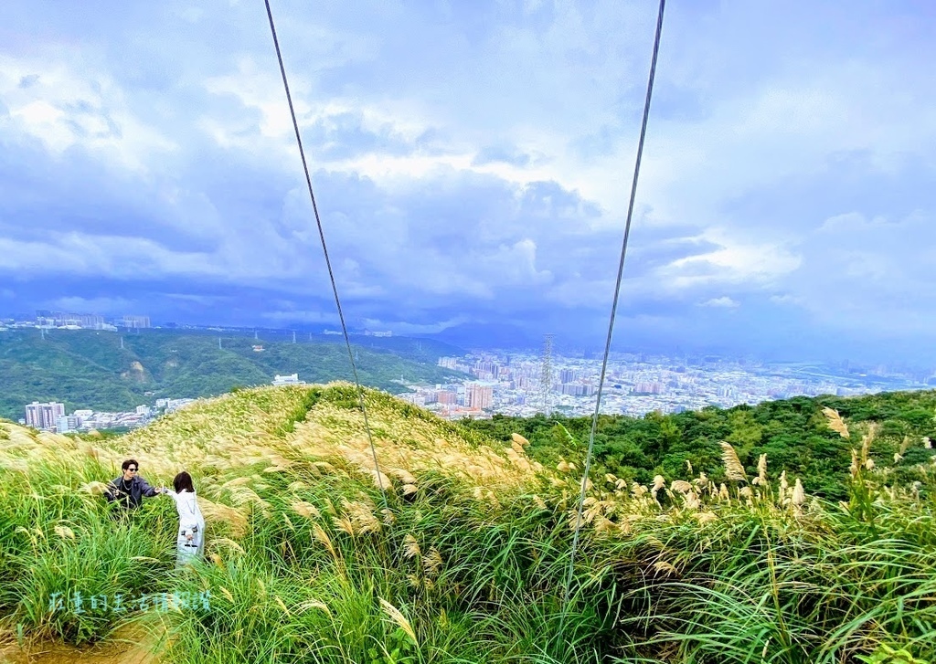 樹林三角埔頂山芒草