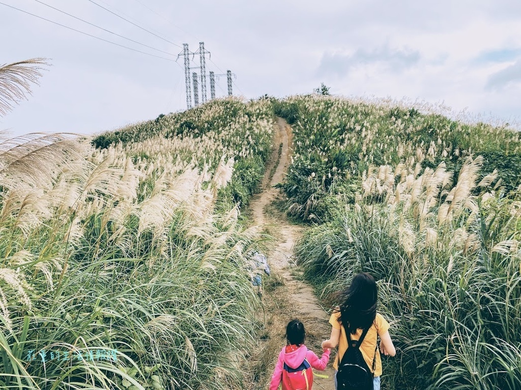 新北市景點2020推薦 樹林三角埔頂山芒草