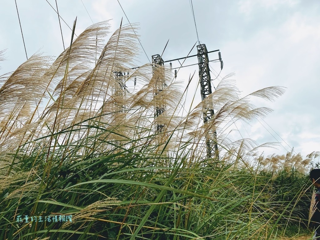 樹林三角埔電塔