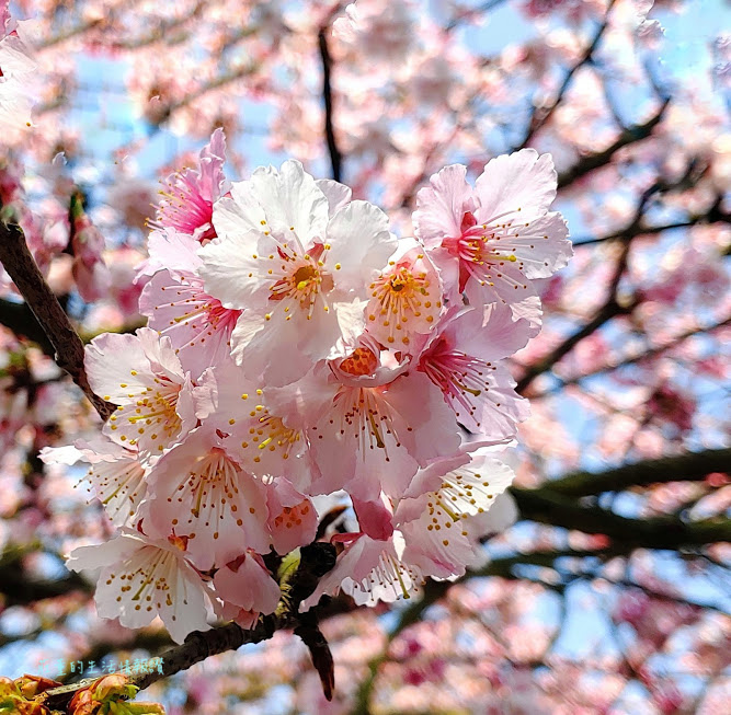 新北市景點》淡水天元宮櫻花全紀錄~天壇週邊、天元宮後山賞三色