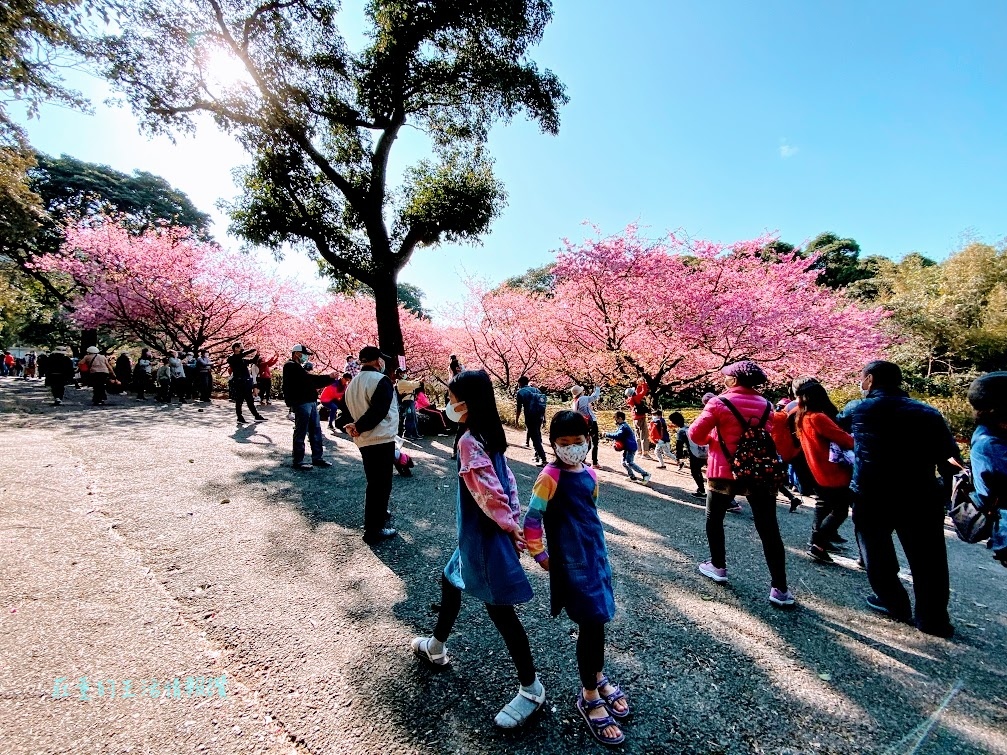 新北市景點》淡水天元宮櫻花全紀錄~天壇週邊、天元宮後山賞三色