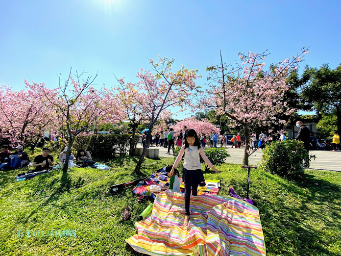 陽光運動公園 (河津櫻 (3).jpg