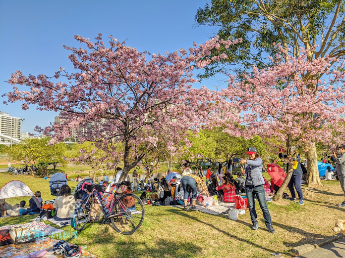 新店 陽光運動公園 櫻花 (1).jpg