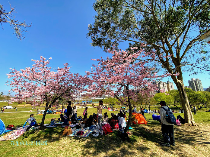 陽光運動公園 (河津櫻 (9).jpg