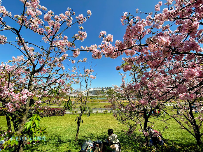 陽光運動公園 (河津櫻 (6).jpg