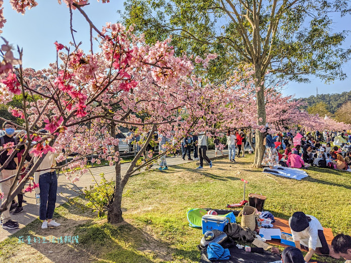 新店 陽光運動公園 櫻花 (6).jpg