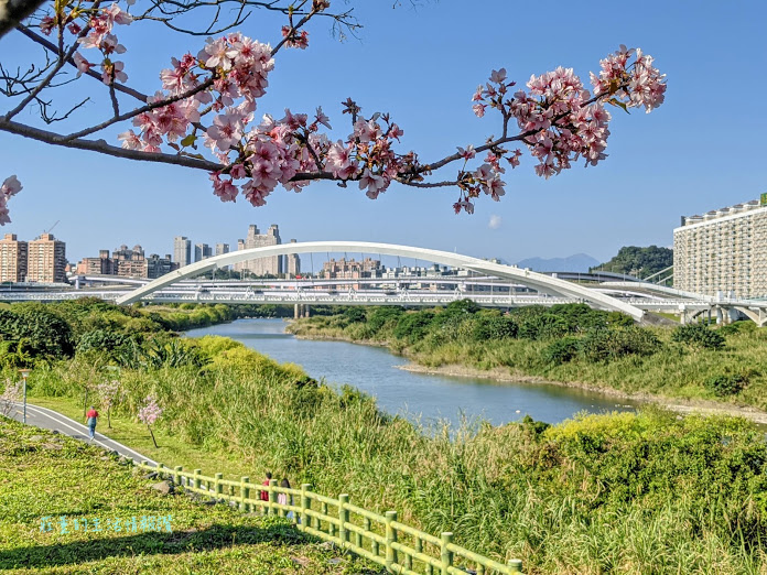 新店 陽光運動公園 櫻花 (4).jpg