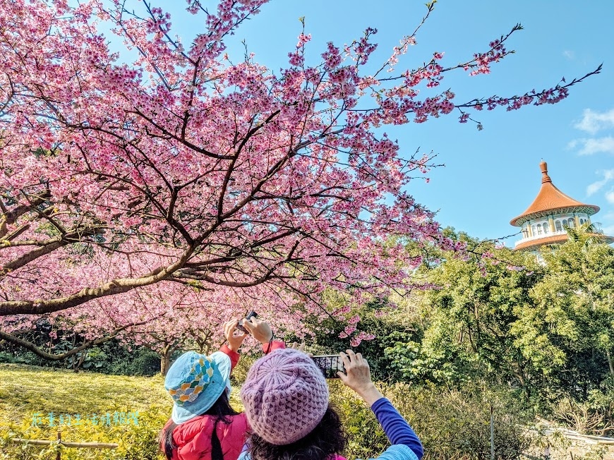 新北市景點》淡水天元宮櫻花全紀錄~天壇週邊、天元宮後山賞三色