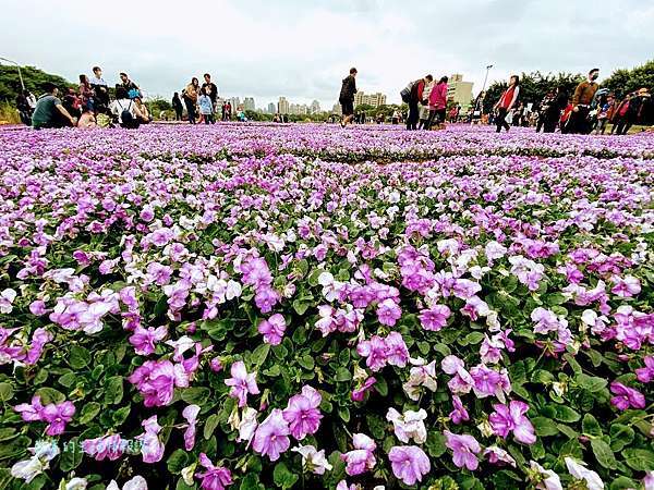 21古亭河濱公園花海怎麼去 交通 紫色漸層花地毯好仙 週邊水管溜滑梯 大草皮 自行車租借站 打卡點 台北親子景點推薦 台北賞花景點