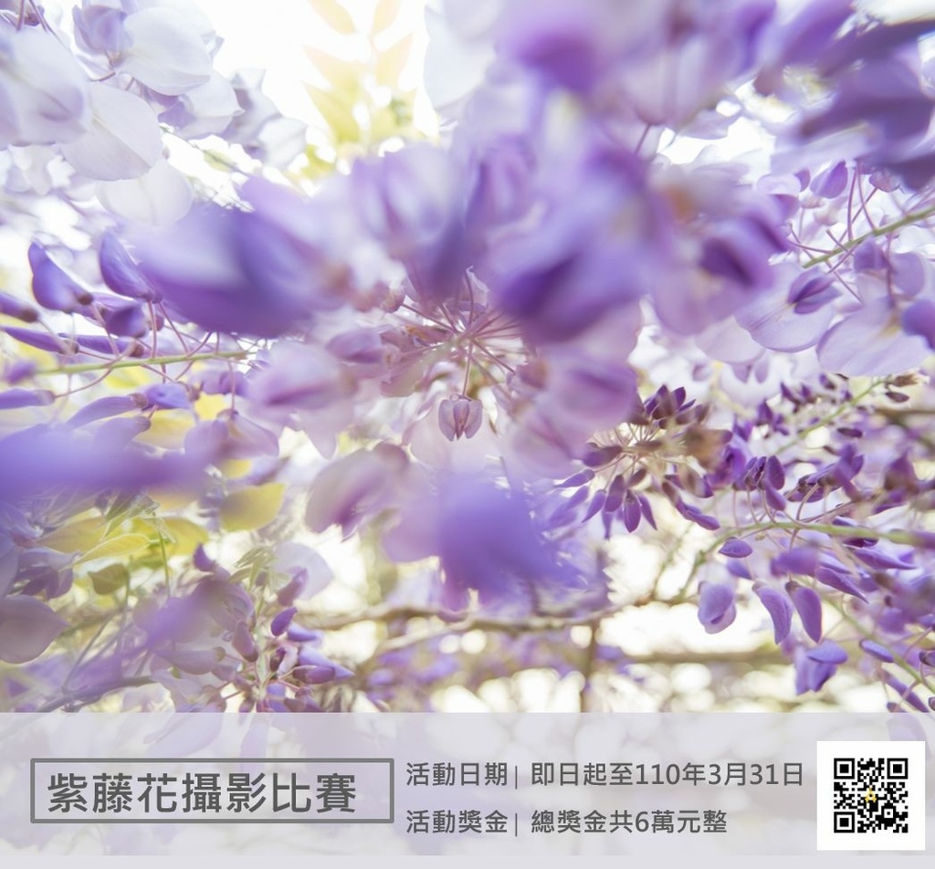 3 4月如夢境般置身紫藤花海 21春神來了 全台13處紫藤花私房景點 莊董的生活情報讚 痞客邦 3 4月如夢境般置身紫藤花海 21春神來了 全台13處紫藤花私房景點 莊董的生活情報讚 痞客邦