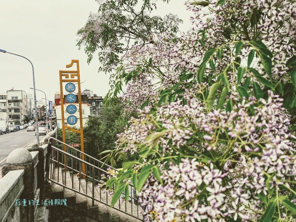 苦楝花  新竹景點 牛欄河親水古橋 東安古橋  (2).jpg