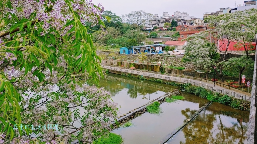 苦楝花  新竹景點 牛欄河親水古橋 東安古橋  (7).jpg