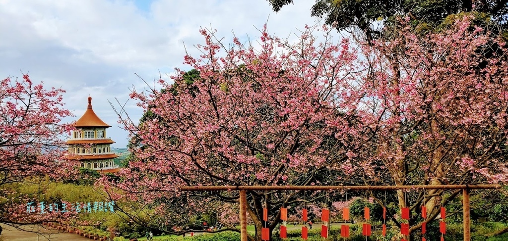 新北市景點》淡水天元宮櫻花全紀錄~天壇週邊、天元宮後山賞三色