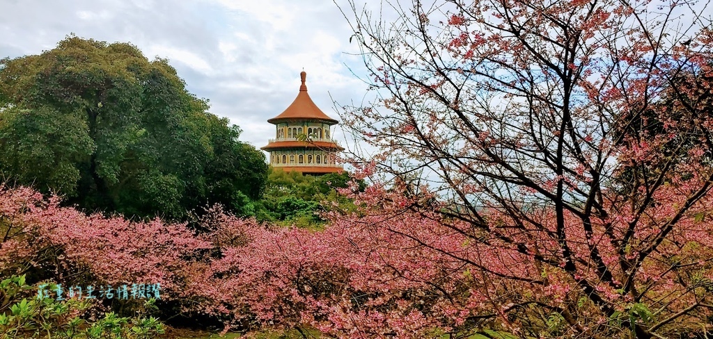 新北市景點》淡水天元宮櫻花全紀錄~天壇週邊、天元宮後山賞三色