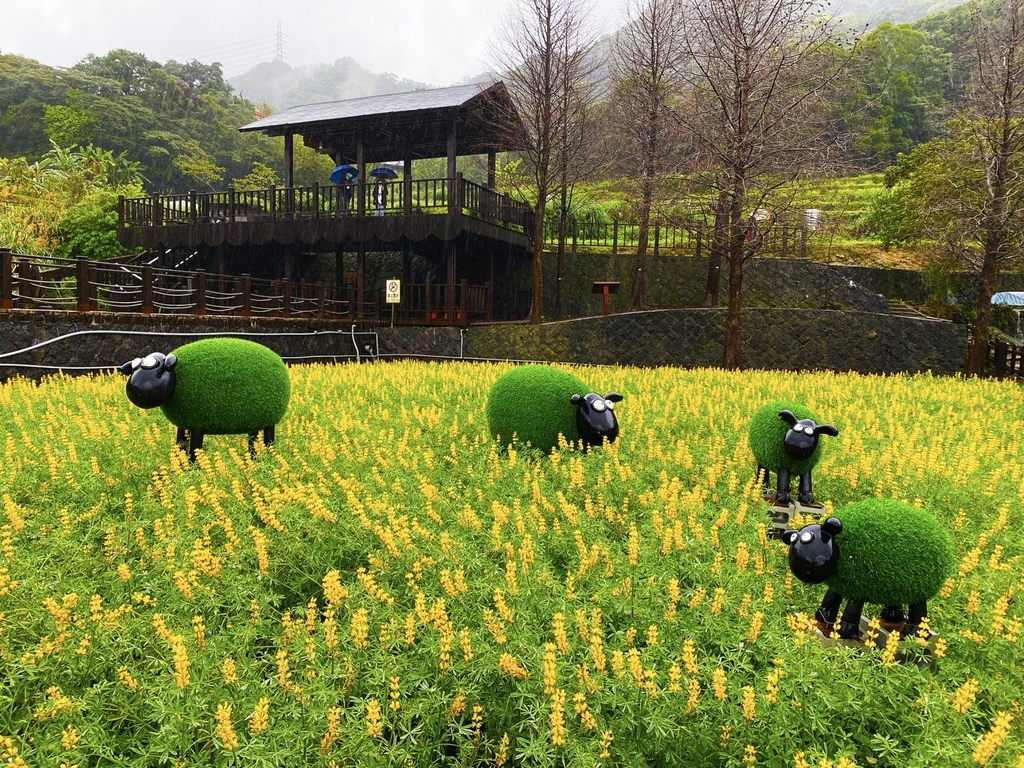 迷人的貓空樟樹步道～季節限定魯冰花海田、寧靜優美的茶園..貓