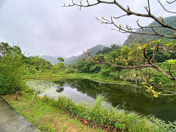 山豬湖生態親水園區  桃園 (10).jpg