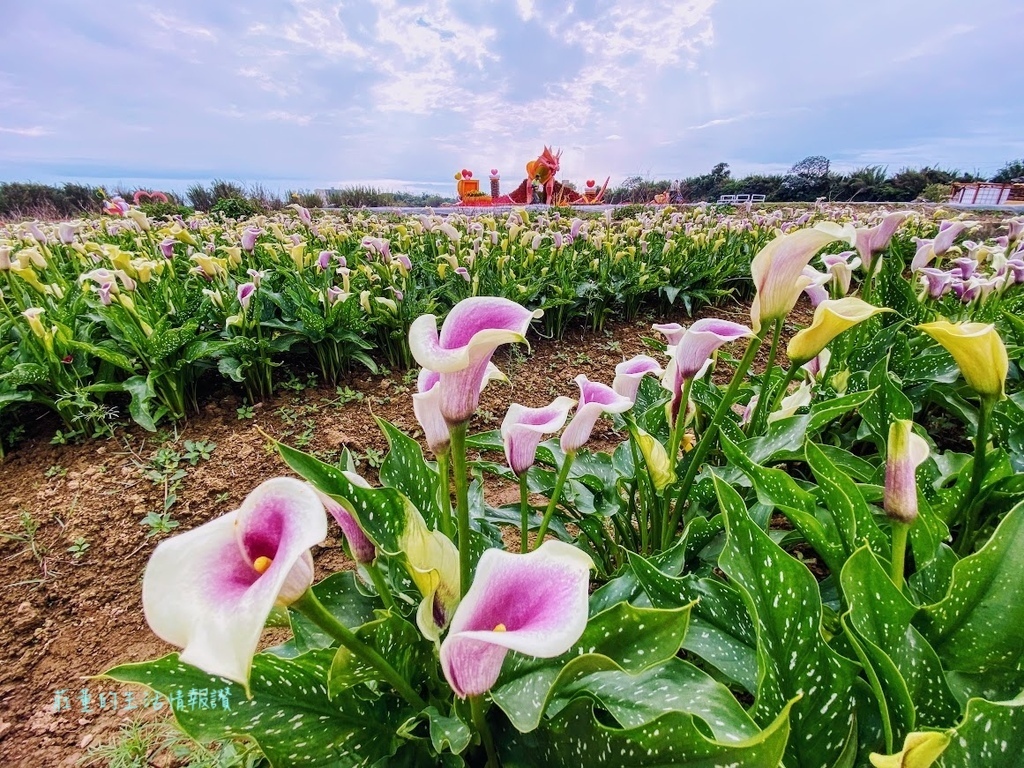 桃園彩色海芋季2022 (9).jpg