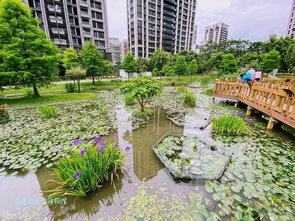 新莊頭前運動公園生態池 (9).jpg