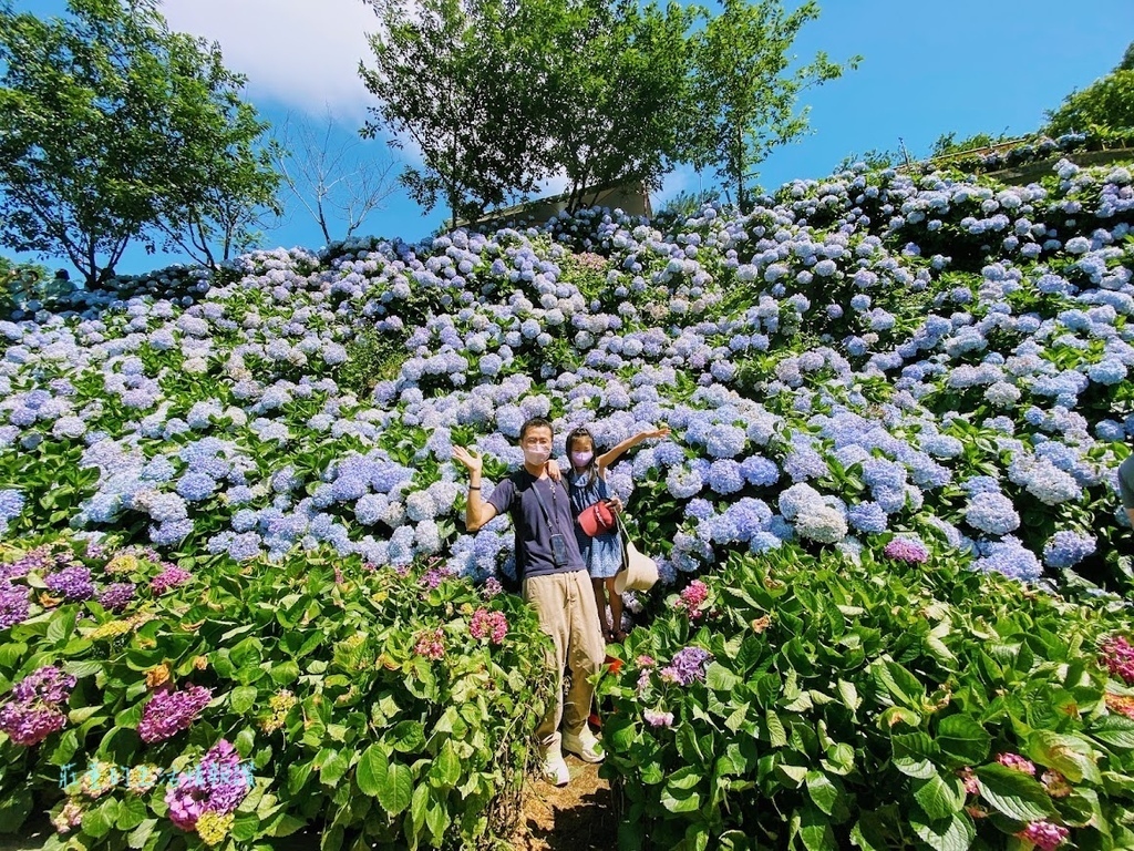 高家繡球花田 萬里 (6).jpg