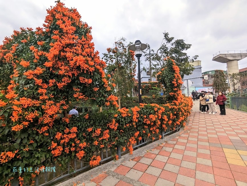 鶯歌永吉公園 炮仗花3.jpeg