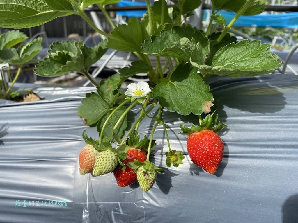 內湖採草莓&白石湖吊橋 碧山草莓園親子遊!台北有機草莓園名單