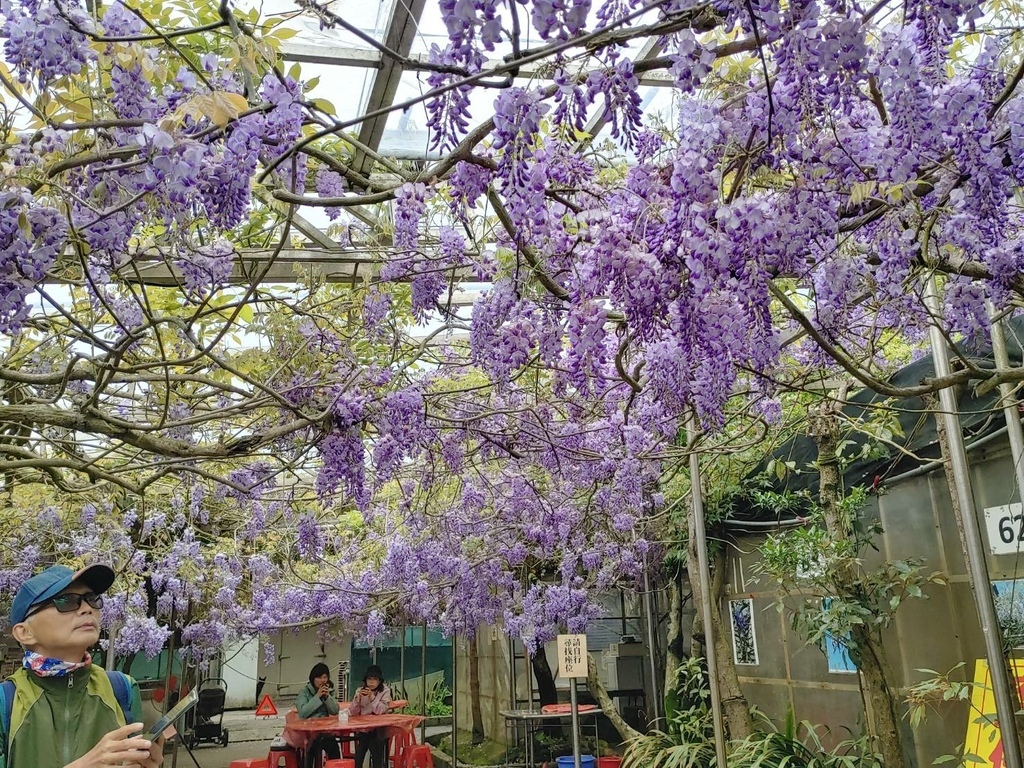 2023/3/31頂湖小鎮餐廳紫藤花況