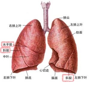 抽肺積水 肋膜積水 Part 2 By小婷 小右的抗癌筆記 痞客邦