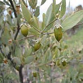 Jojoba 7.jpg