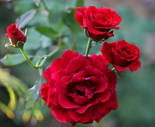 55+ 图片 玫瑰 新的 18 楊貴妃-美麗密訣~~~玫瑰花粉Rose〈植物粉篇〉 @ PoWa's Creative SoaP :: 痞客邦::