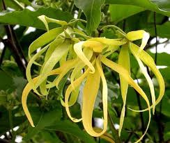 ylang-ylang3.jpg