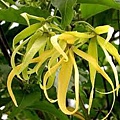 ylang-ylang3.jpg