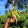 ylang-ylang5.jpg